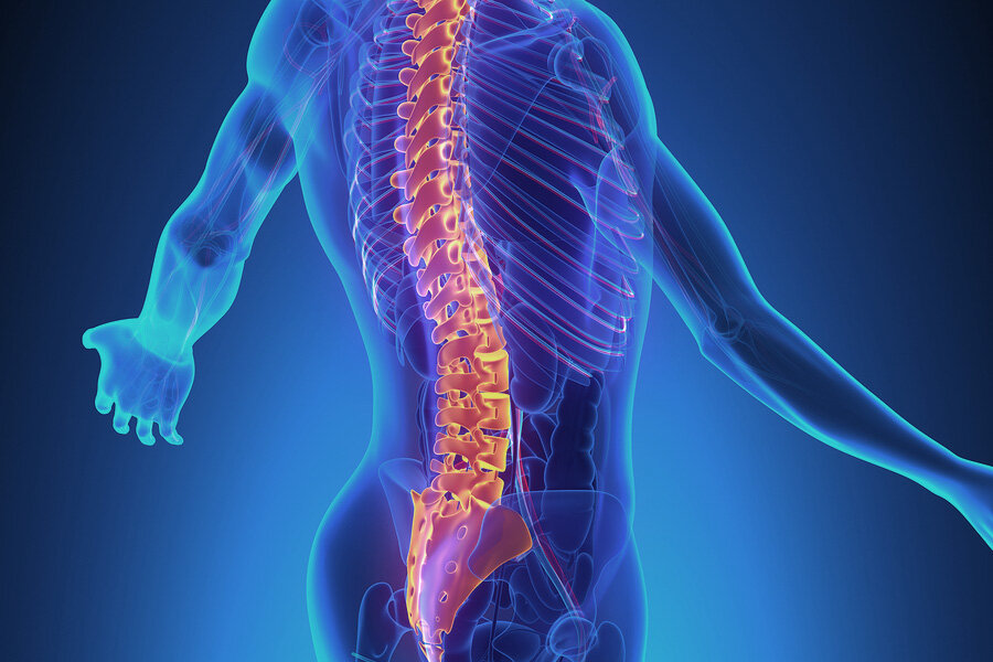 vertebrae back