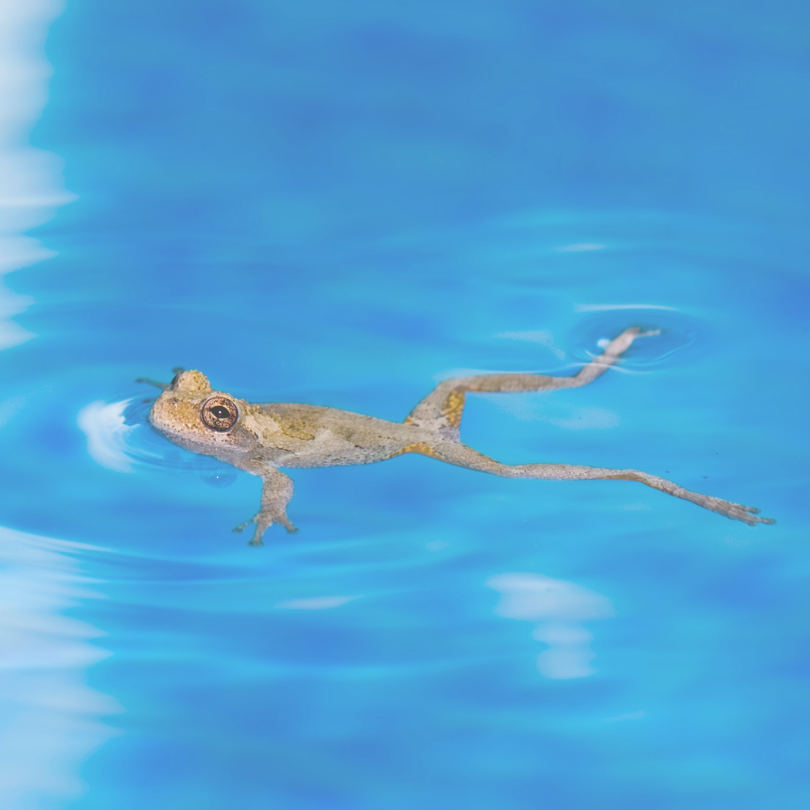 frog swimming