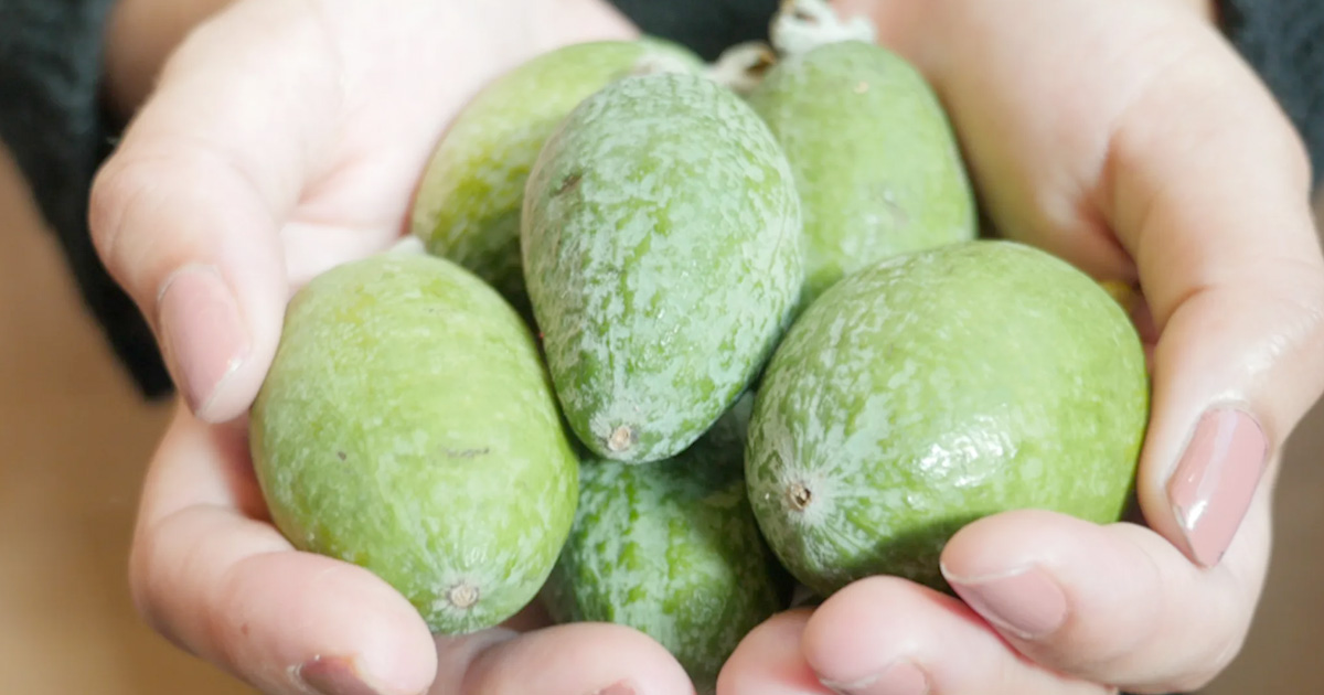a handful of feijoas
